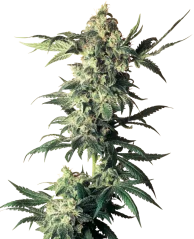 Sensi Seeds Cannabis Seeds Northern Lights® Regular, 10 Stk.