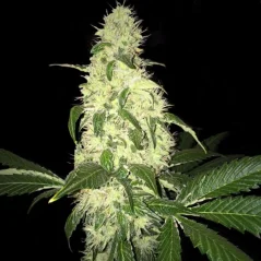 T.H.Seeds™ Cannabis Seeds Afghaniberry, 5+1 Pack Limited Drop, regulär