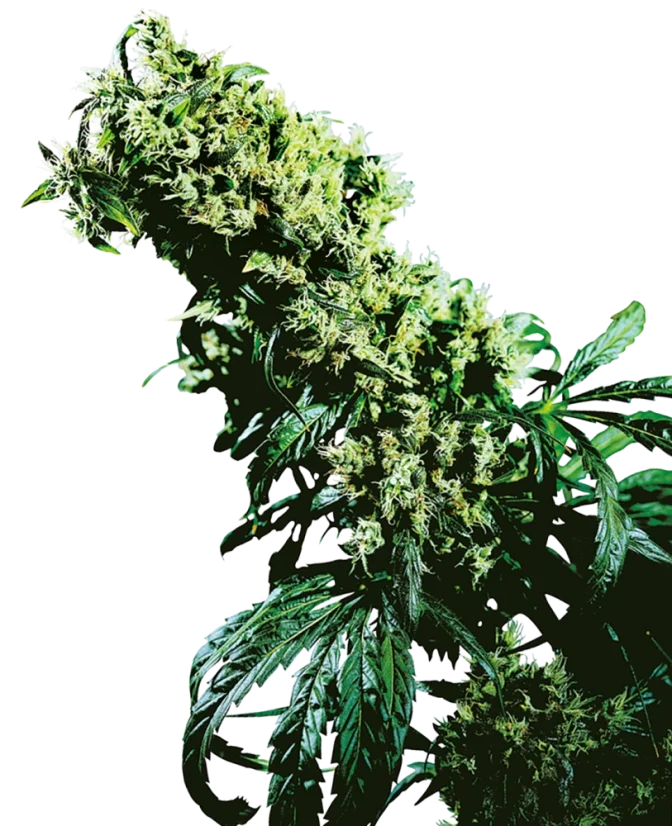 Sensi Seeds Cannabis Seeds Northern Lights #5 x Haze® Regular, 10 Stk.