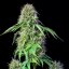 Royal Queen Seeds Cannabis Seeds Royal CBG Auto (High CBD)
