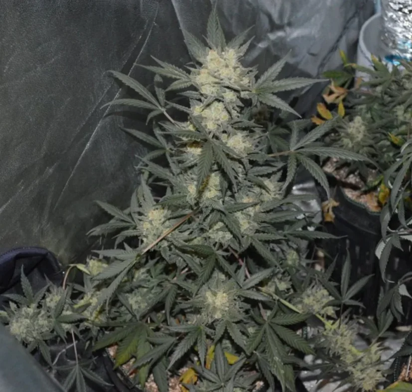 Fast Buds Cannabis Seeds Girl Scout Cookies Auto