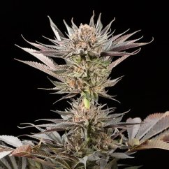 Silent Seeds Exotic Cannabis Seeds Lemon Tree 2.0 Από Lemon Tree Θηλυκοποιημένο