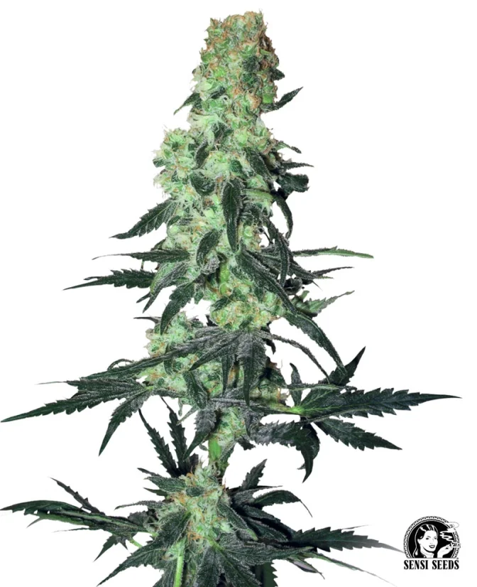 Sensi Seeds Cannabis Seeds Amnesia White Regular by White Label, 10 Stk.