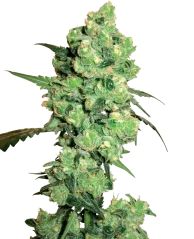 Sensi Seeds Cannabis Seeds Super Skunk Feminized by White Label, 3-10 db