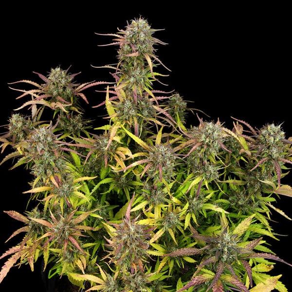 Royal Queen Seeds Cannabis Frø Purple Punch Auto