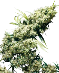 Sensi Seeds Cannabis Seeds Jamaican Pearl® Regular, 10 Stk.
