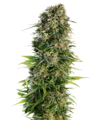Sensi Seeds Cannabis Seeds Hindu Kush Automatic® Feminized, 3-10 pcs