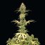 Semințe de canabis Royal Queen Seeds Amnesia Haze Auto