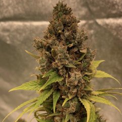 Doctor's Choice Seeds Diesel Fast F1 BX Regular