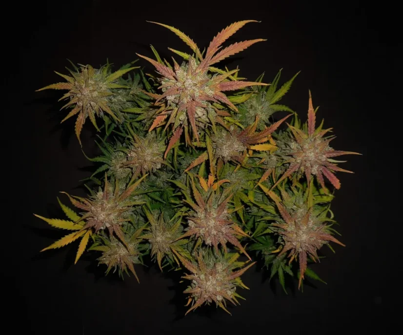 Fast Buds Cannabis Seeds Lemon AK Auto