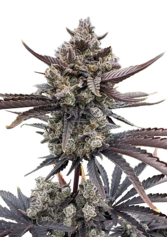 Fast Buds Nasiona konopi Banana Purple Punch Auto RF3