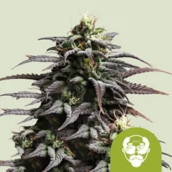 Royal Queen Seeds Cannabis Seeds Grandaddy Purple Auto