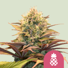 Semințe de Cannabis Royal Queen Seeds Pineapple Kush Feminized