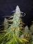 Fast Buds Cannabis Seeds Californian Snow Auto