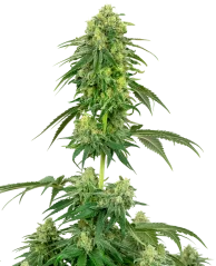 Sensi Seeds Cannabis Seeds Strawberry Kush Feminized by White Label, 3-10 db