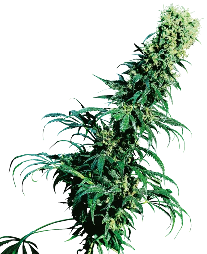 Sensi Seeds Cannabis Seeds Early Pearl® Regular, 10 Stk.
