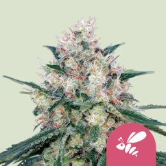 Royal Queen Seeds Cannabis Seeds Honey Cream - Fast Feminized