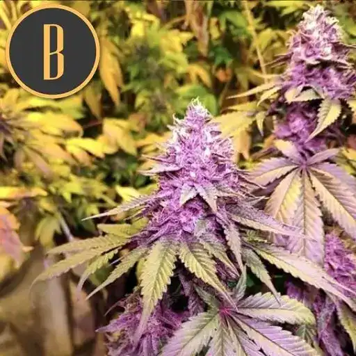 Blimburn Seeds Cannabis Seeds Gelato Feminized