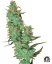 Sensi Seeds Kaņepju Sēklas Jack Herer® Regular by White Label, 10 gab.