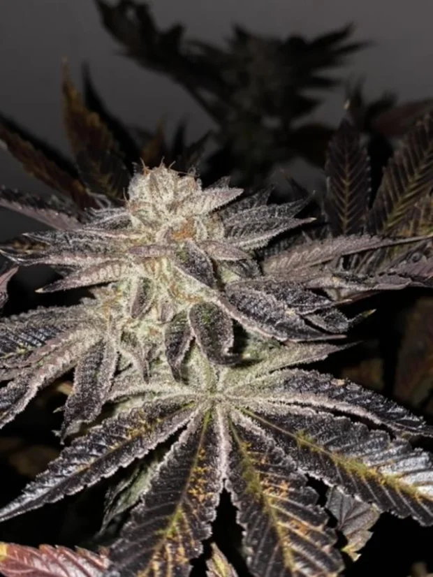 T.H.Seeds™ Cannabis Seeds Limited Regular Edition French Kisz, 11 pack