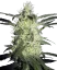 Sensi Seeds Cannabis Silver Haze® Regular, 10 Stk.