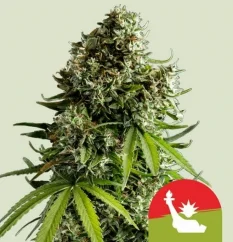 Royal Queen Seeds Cannabis Seeds NYC Sour D Auto