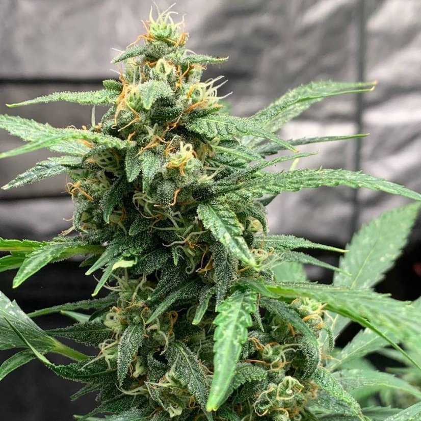 Doctor's Choice Seeds Chronic Ryder BX Auto Regular