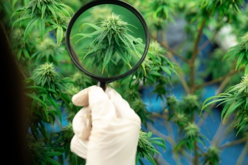 Kannabis suurennuslasin alla, mikä on THCB