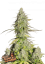 Fast Buds Cannabis Seeds Girl Scout Cookies Auto