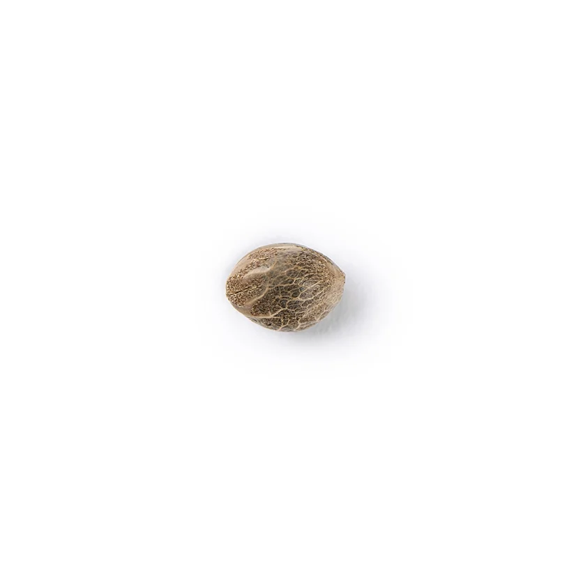 The Bulldog Seeds TB Kush Feminized, 3 and 5 pcs