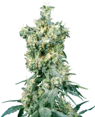 Sensi Seeds Cannabis Seeds American Dream® Regular, 10 Stk.