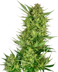 Sensi Seeds Cannabis Seeds Buttercream Gelato Feminized, 3-10 kpl