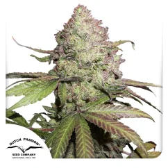 Dutch Passion Kannabiksen siemenet CBD Auto Charlotte's Angel® Autoflowering