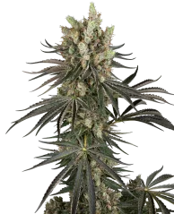 Sensi Seeds Cannabis Seeds Slam Dank Feminizowane