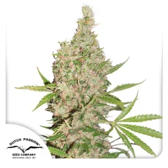 Dutch Passion Hanfsamen White Widow x The Ultimate Regular