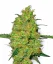 Sensi Seeds Cannabis Seeds Master Kush Regular von White Label, 10 Stk.