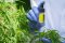 Gloved hands hold THCJD distillate at a cannabis plant
