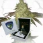 T.H.Seeds™ Cannabis Seeds Limited Regular Edition Birthday Cake X Birthday Cake X SBC, 11er Pack
