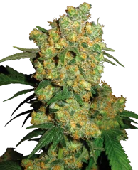 Sensi Seeds Cannabis Seeds Big Bud® Regular, 10 Stk.
