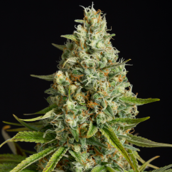 Silent Seeds Classic Cannabis Seeds Amnesia Lemon Feminisiert