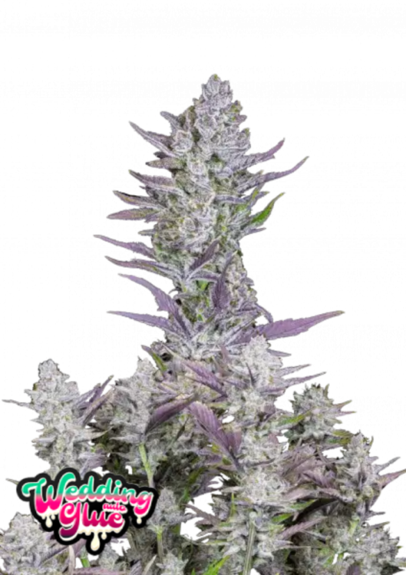 Fast Buds Cannabis Seeds Wedding Glue Auto