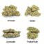 HHC gėlių mėginių rinkinys - Tropical Kush 10 %, Limoncello 20 %, Gelato 30 %, Amnesia 40 % - 4x1g
