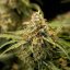 Royal Queen Seeds Cannabis Seeds Medusa F1 Auto
