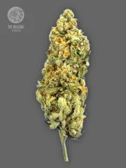 The Bulldog Seeds TB Mimosa Feminized, 3 and 5 pcs