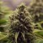 Royal Queen Seeds Cannabis Seeds Purple Queen Feminisiert
