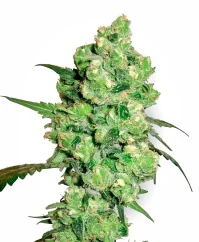 Sensi Seeds Cannabis Seeds Super Skunk Regular von White Label, 10 Stk.