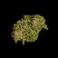 Royal Queen Seeds Cannabis Seeds Hyperion F1 Auto
