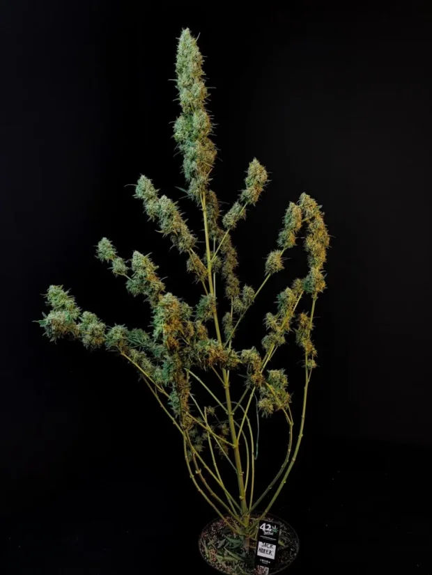 Fast Buds Cannabis Seeds Jack Herer Auto