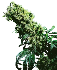 Sensi Seeds Cannabis Seeds Northern Lights #5 x Haze® Regular, 10 Stk.