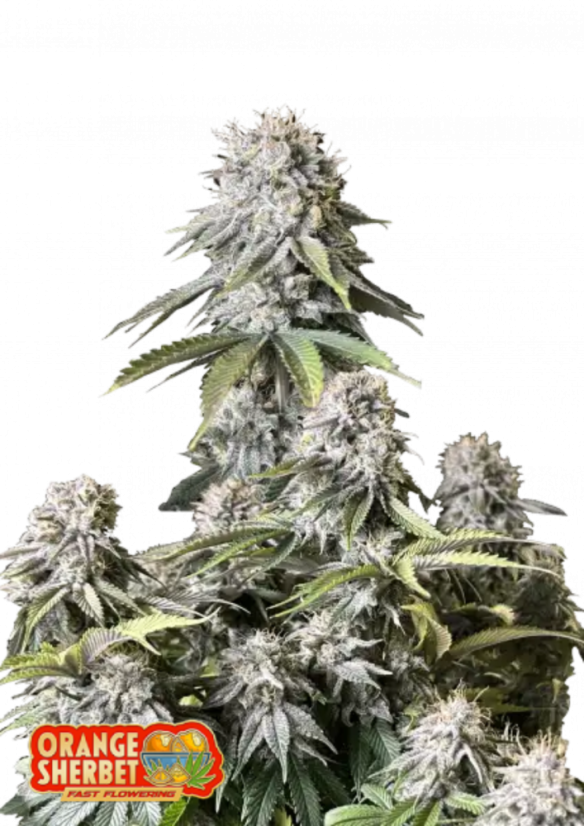 Fast Buds Cannabis Seeds Orange Sherbet FF